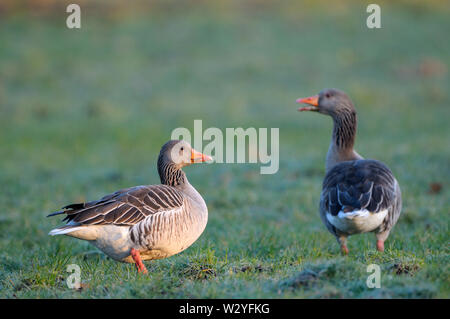 Graugans, Paar, Februar, Dingdener Heide, Nordrhein-Westfalen, Deutschland, (Anser anser) Stockfoto