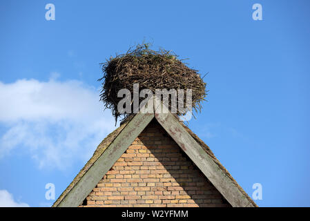 Nest der Weißen Storck, April, Gross Quassow, Mecklenburg-Vorpommern, Deutschland, (Ciconia ciconia) Stockfoto