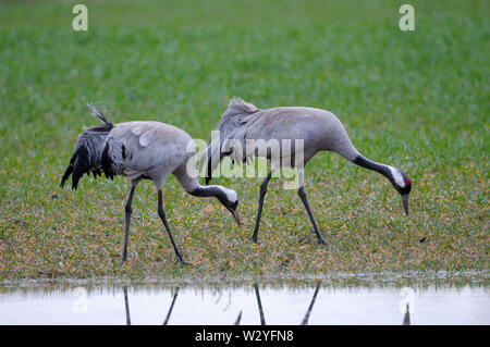 Kranich, Paar, April, Gross Quassow, Mecklenburg-Vorpommern, Deutschland, (Grus Grus) Stockfoto