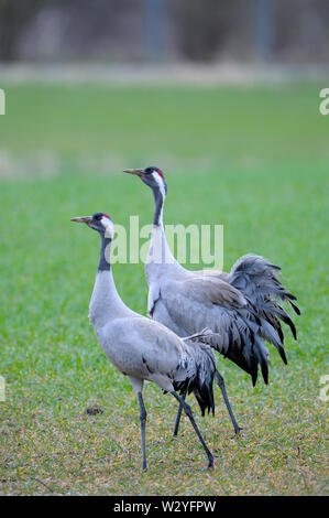 Kranich, Paar, April, Gross Quassow, Mecklenburg-Vorpommern, Deutschland, (Grus Grus) Stockfoto