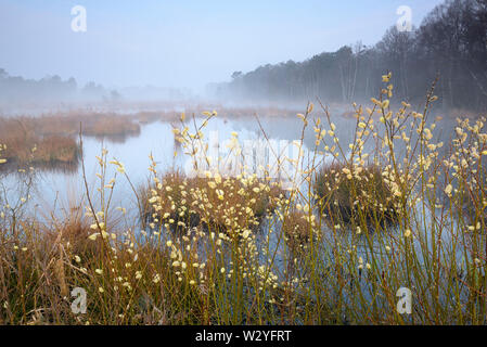 Moor, am frühen Morgen, April, Haaksbergerveen, Amsterdam, Utrecht, Niederlande Stockfoto