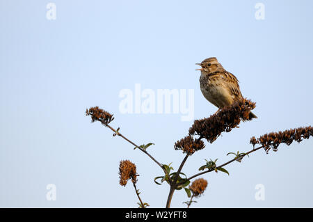 Woodlark, männlich, Mai, Oberhausen, Ruhrgebiet, Nordrhein-Westfalen, Deutschland, (Lullula arborea) Stockfoto