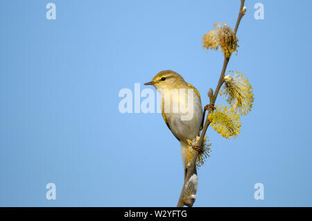 Fitis, männlich, April, Haaksbergerveen, Amsterdam, Nord-Holland, Niederlande, (Phylloscopus trochilus) Stockfoto