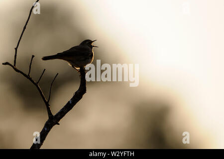 Blaukehlchen, Gesang männlich, April, Wooldse Veen, Gelderland, Niederlande, (Luscinia svecica) Stockfoto