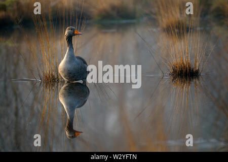 Graugans, April, Haaksbergerveen, Amsterdam, Nord-Holland, Niederlande, (Anser anser) Stockfoto