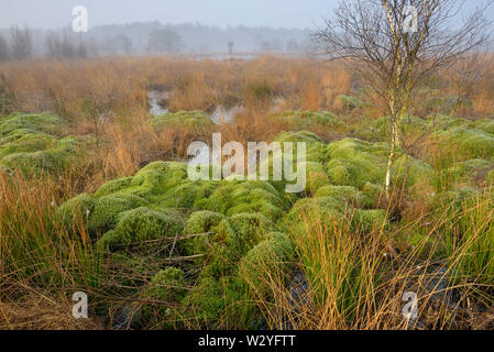 Moor, am frühen Morgen, April, Haaksbergerveen, Amsterdam, Utrecht, Niederlande Stockfoto