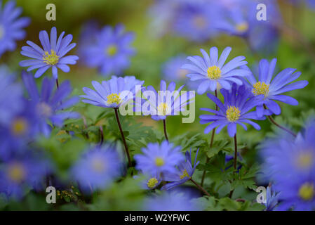 Balkan Anemone, Blüten, April, Deutschland, (Anemone blanda) Stockfoto