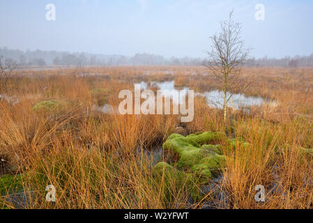 Moor, am frühen Morgen, April, Haaksbergerveen, Amsterdam, Utrecht, Niederlande Stockfoto