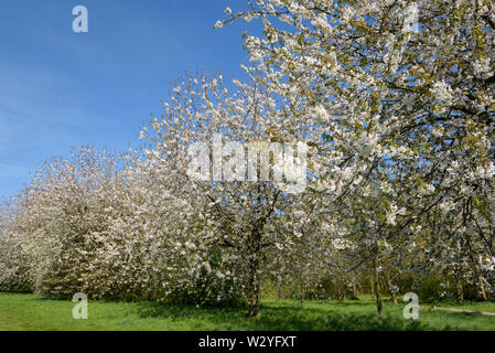 Süße Kirsche, Blüten, April, Oberhausen, Ruhrgebiet, Nordrhein-Westfalen, Deutschland, (Prunus Avium) Stockfoto