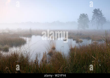 Moor, am frühen Morgen, April, Haaksbergerveen, Amsterdam, Utrecht, Niederlande Stockfoto