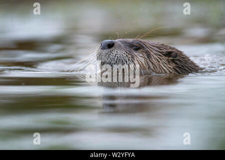 Fischotter, Niedersachsen, Deutschland, Lutra lutra Stockfoto