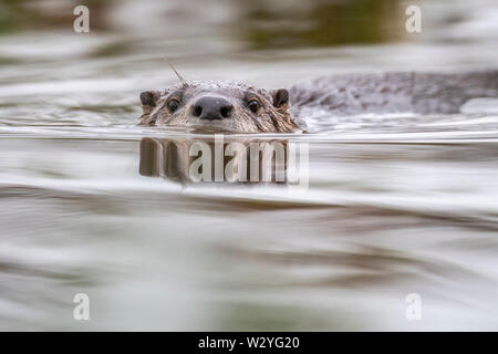 Fischotter, Niedersachsen, Deutschland, Lutra lutra Stockfoto