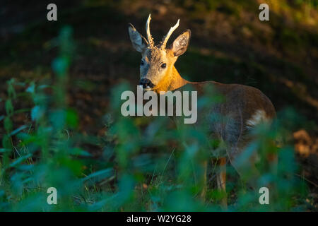 Rehe Buck, Niedersachsen, Deutschland, Hyla arborea Stockfoto