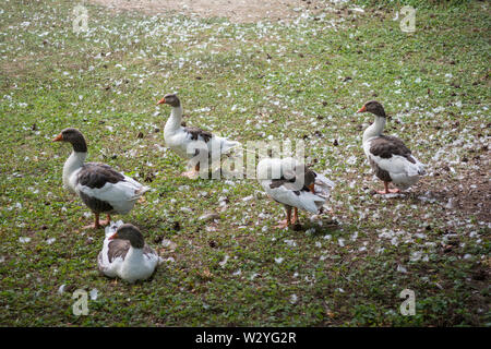 Gans in den Schlossgarten, Schloss Neuenstein, Neuenstein, Oehringen, Region Hohenlohe, baden-württemberg, Heilbronn - Franken, Deutschland, Öhringen? Stockfoto