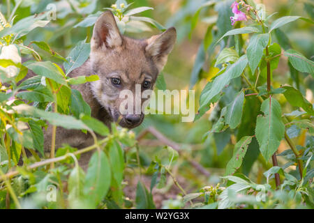 Wolf Cub, Canis lupus Stockfoto