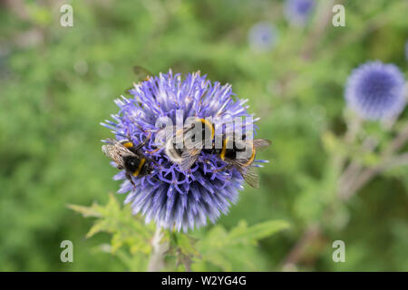 Globus Distel, Baden-Württemberg, Deutschland, (Echinops) Stockfoto