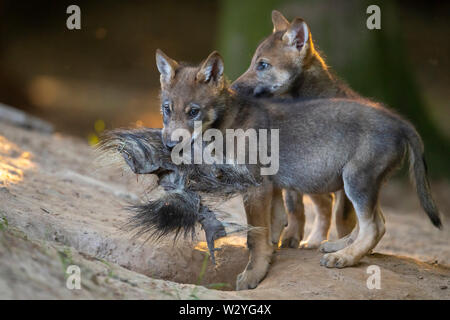 Wolf Cubs, Canis lupus Stockfoto