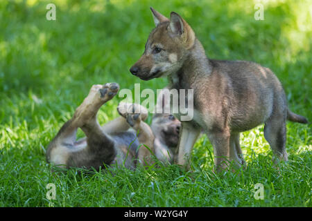 Wolf Cubs, Canis lupus Stockfoto