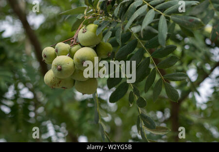 Schwarze walnuss, Mittel- und Unterfranken, Bayern, Deutschland, (Juglans nigra) Stockfoto