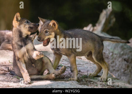 Wolf Cubs, Canis lupus Stockfoto