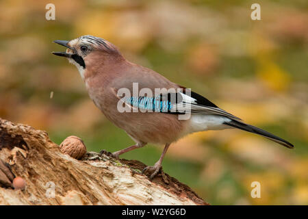 Eurasischen Eichelhäher (Garrulus glandarius) Stockfoto