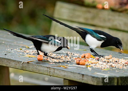 Eurasischen Elstern, gemeinsame Magpie (Pica Pica) Stockfoto