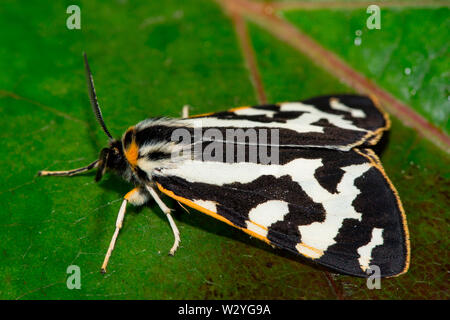 Holz, (Parasemia plantaginis Tiger) Stockfoto