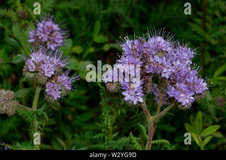 Lacy Phacelia, blue Tansy, (Phacelia tanacetifolia) Stockfoto