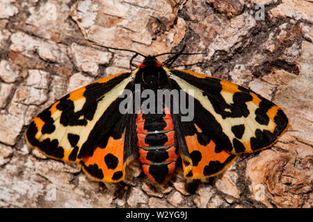 Holz Tiger Moth (Parasemia plantaginis) Stockfoto