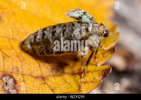 Winter moth, Operophtera brumata, (weiblich) Stockfoto