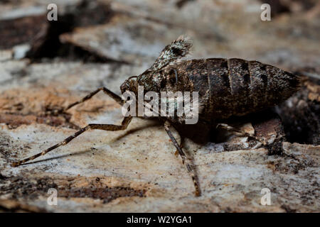 Winter moth, Operophtera brumata, (weiblich) Stockfoto