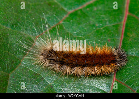 Holz Tiger, Caterpillar, (Parasemia plantaginis) Stockfoto