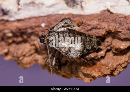 Winter moth, Operophtera brumata, (weiblich) Stockfoto