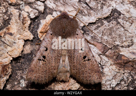 Schwarz-Spot chestnut Moth (Conistra Rubiginosa) Stockfoto