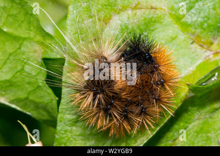 Holz Tiger, Caterpillar, (Parasemia plantaginis) Stockfoto