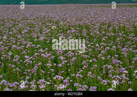 Lacy Phacelia, blue Tansy, (Phacelia tanacetifolia) Stockfoto