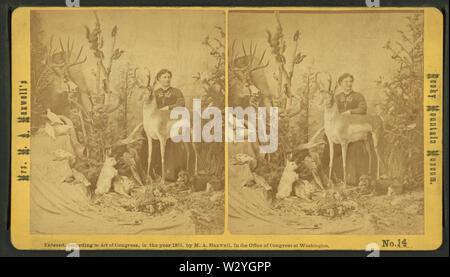 Frau M A Maxwell und einige der Tiere in Ihrem Rocky Mountain Museum, von Robert N Dennis Sammlung von stereoskopische Ansichten 2. Stockfoto