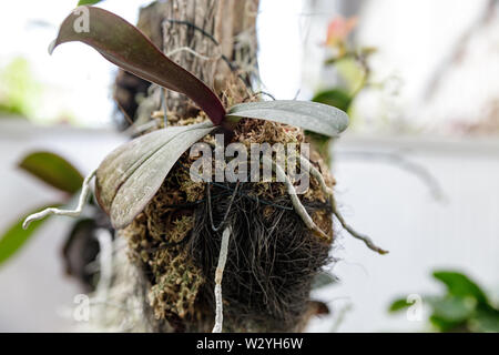 Epiphytisch auf Bäumen befestigt, in der Nähe der Wurzeln Stockfoto