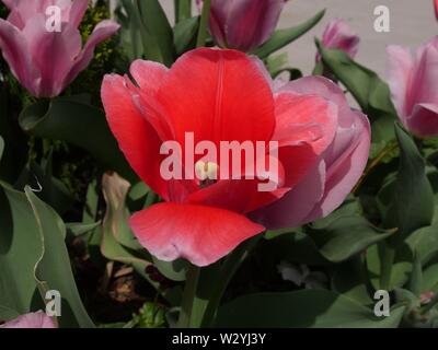 Nahaufnahme einer roten Tulpe von rosa Tulpen umgeben Stockfoto