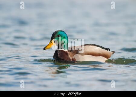 Stockente Männchen schwimmt auf einem Fluss im Winter Stockfoto