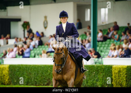 Frau in dunkelblauem Reitsattel auf einem Pferd im Hauptring auf der Great Yorkshire Show 2019, Harrogate, North Yorkshire, England, Großbritannien. Stockfoto