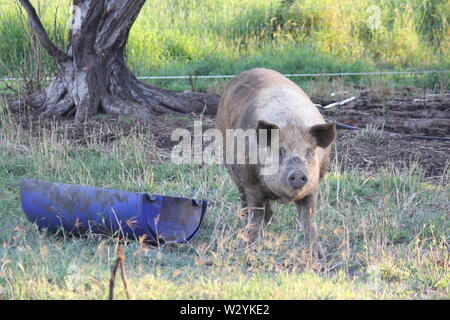 Cranky Schwein am Bauernhof mit Blick auf die Kamera Stockfoto