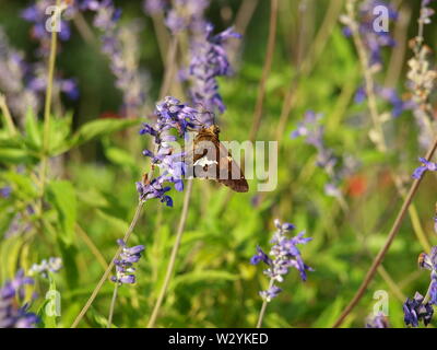 Insekten, Blumen, Tiere, Texturen von White Rock Lake Stockfoto