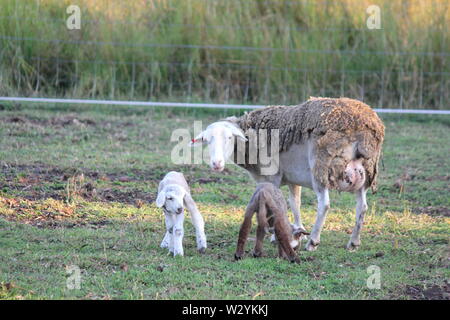 Schaf mit zwei Lämmer auf Land Bauernhof Australien Stockfoto