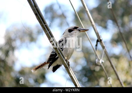 Junge Kookaburra sitzen auf Stromleitungen Stockfoto