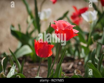 Nahaufnahme von drei Rote und Rosa Tulpen in Blüte, weiche Hintergrund Stockfoto
