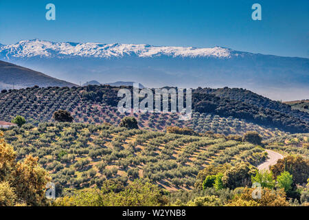 Sierra Nevada, im Dunst von 50 km gesehen, über Olivenhaine, von GR3410 Road in der Nähe der Stadt von Moclin, Provinz Granada, Andalusien, Spanien