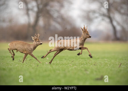 Zwei wilde Rehe Dollars gegenseitig jagen im Frühjahr die Natur. Stockfoto