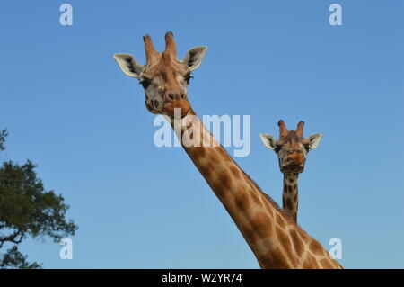 Zwei lustige Comic Giraffen am Woburn Safari Park in komischen Pose schaut in die Kamera scheinbar zu sagen, was Sie suchen? Stockfoto