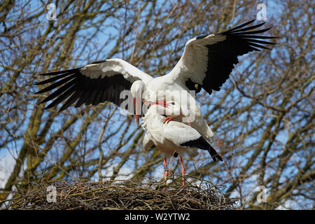 Nahaufnahme der beiden Zusammengehörenden, Störche auf einem Nest hoch oben in einem Baum, besetzt für die Nachwelt Stockfoto